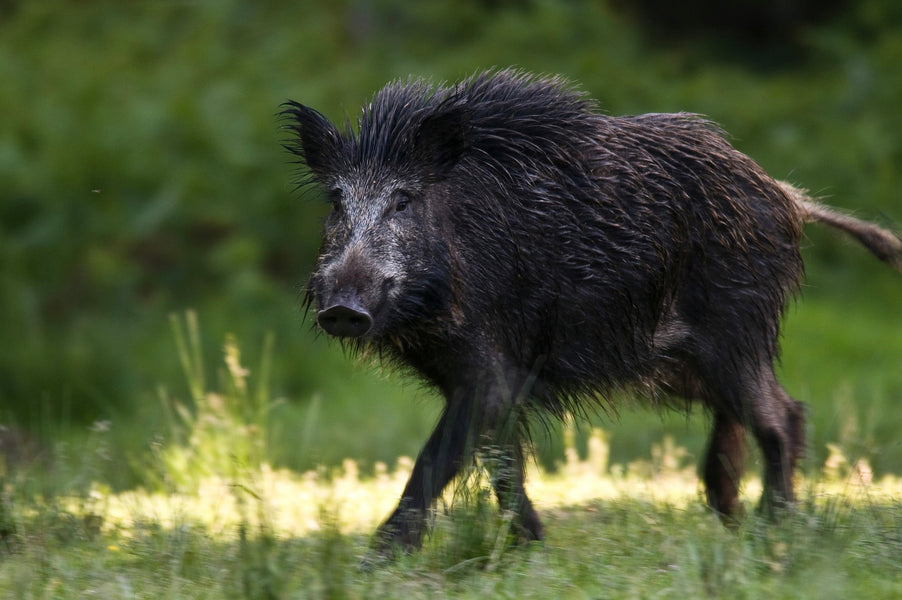 THE NUTRITIONAL EDGE: WHY WILD BOAR MEAT IS A SUPERIOR DOG TREAT OPTION